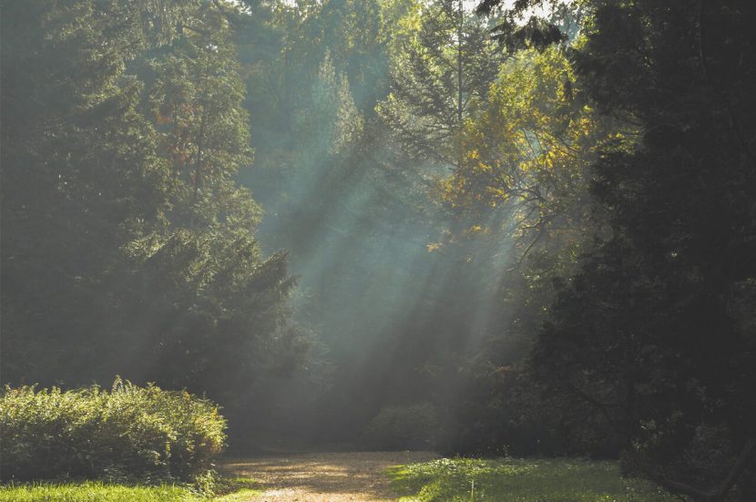 Zon schijnt door de bomen bij de Vaalserbergtrail