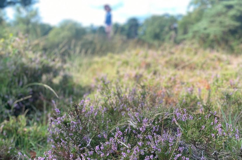 Wandelroutes Kampina heide