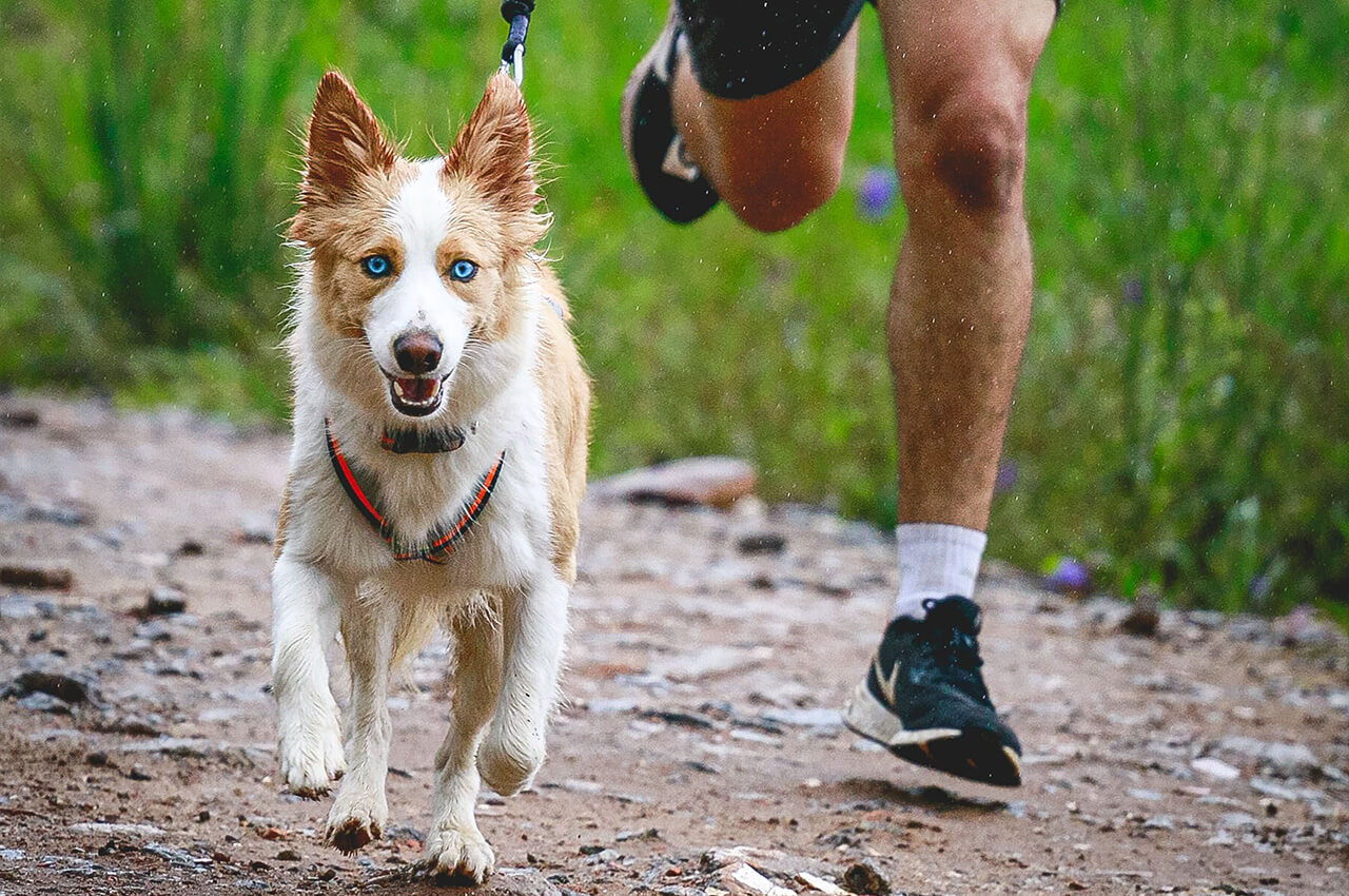 Lopen met een hond in het buitenland