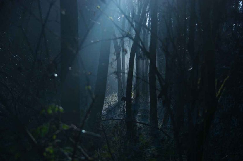 Hardlopen door de bossen in het donker: nacht trailrun