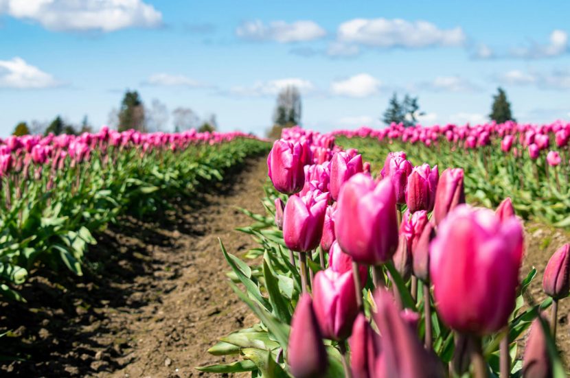 Wandelen in de lente