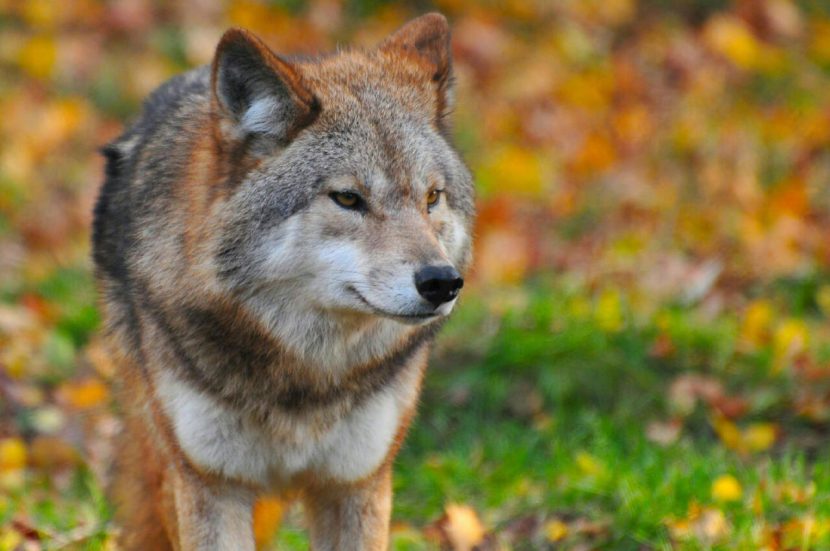 Wat te doen als je een wolf tegenkomt tijdens het hardlopen?